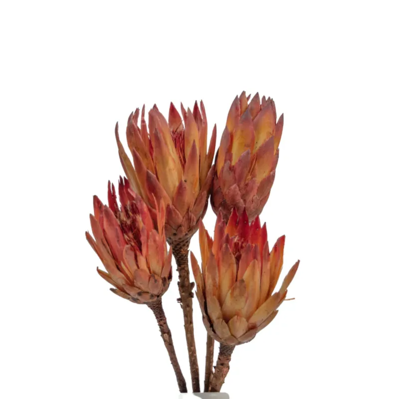Suszona Protea Naturalna - Tani