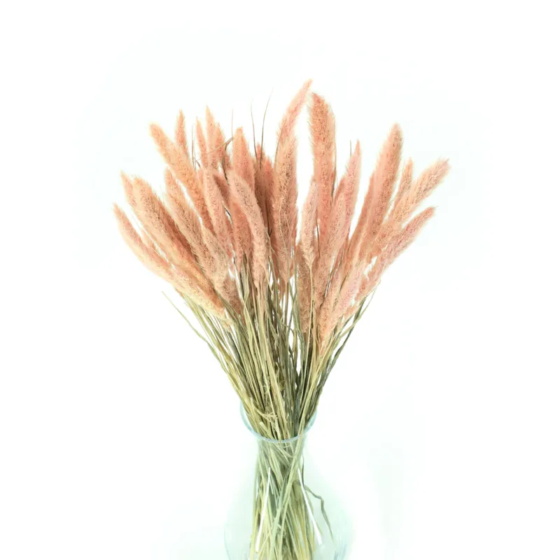 Oferta Suszona Setaria Jasnoróżowa -